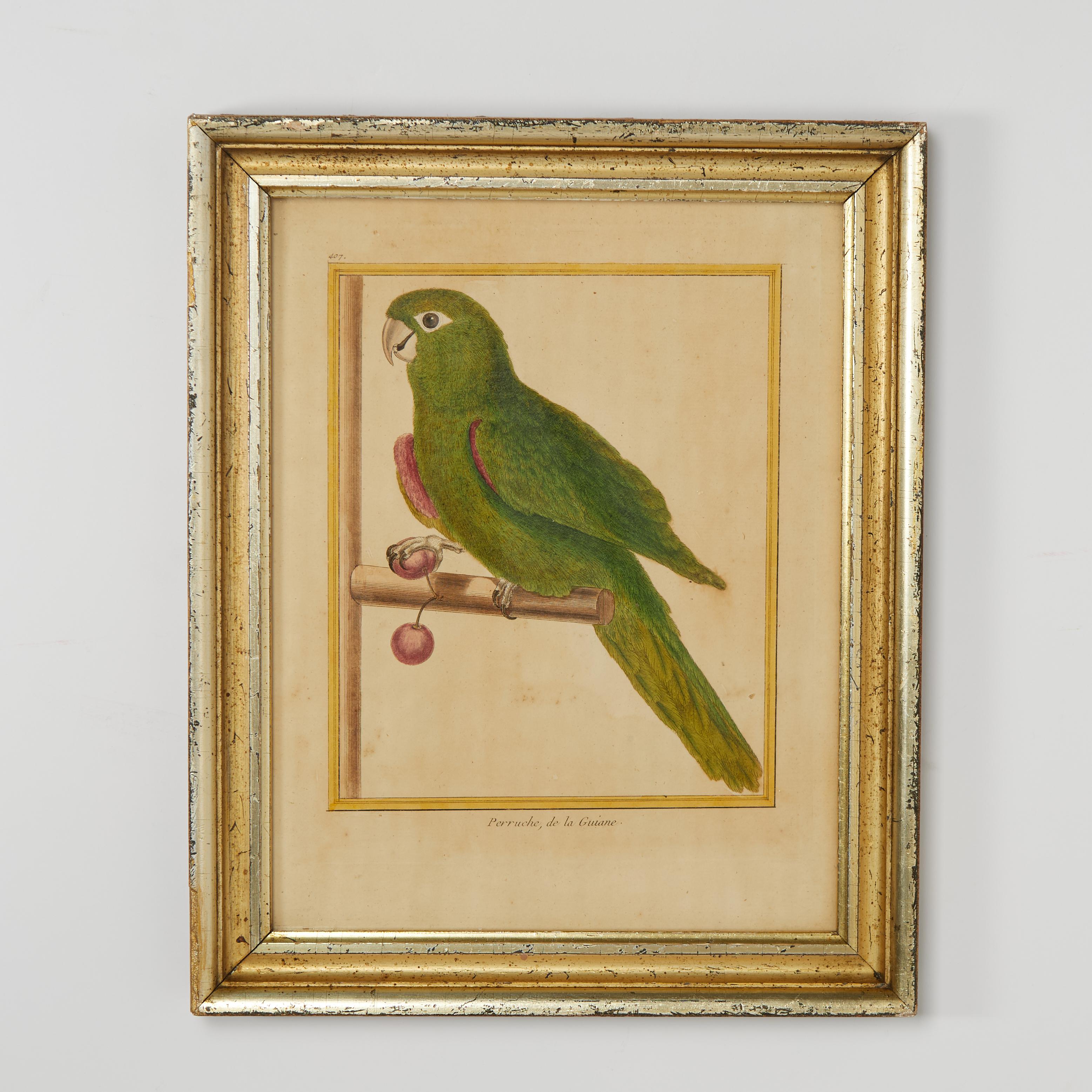 Pair of Antique Framed Hand Colored French Parrot Engraving For Sale 3