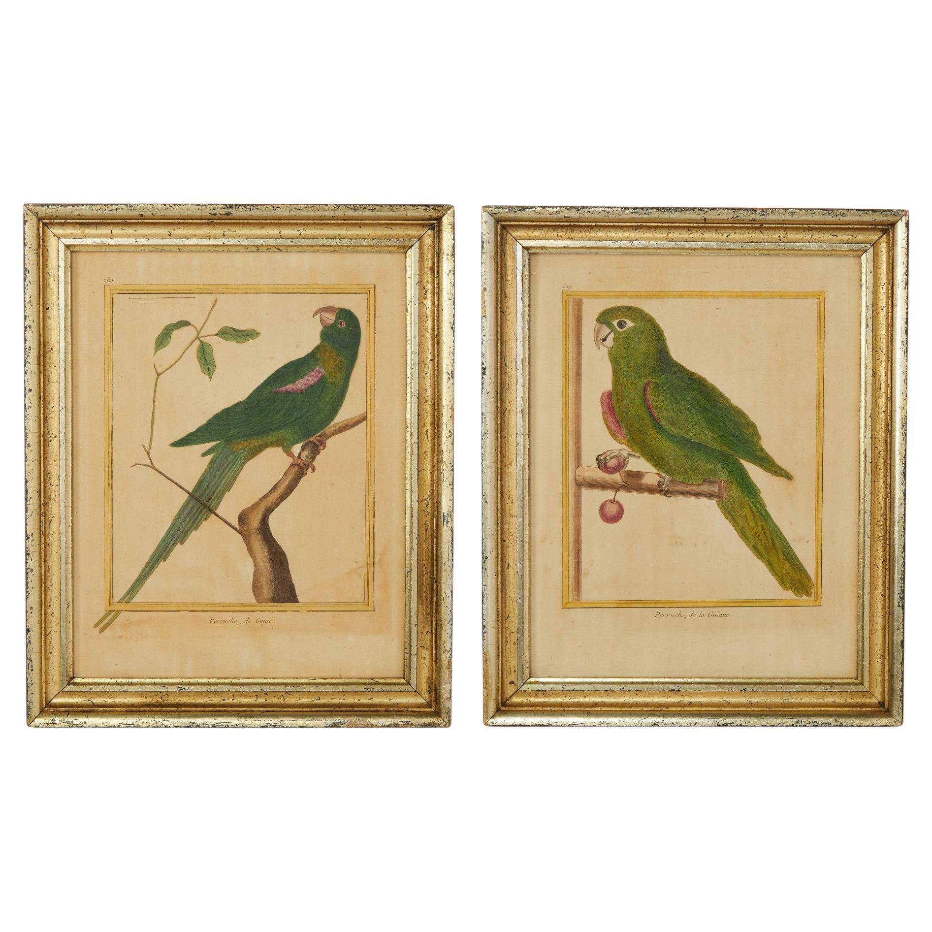 Pareja de grabados de loros franceses antiguos enmarcados y coloreados a mano