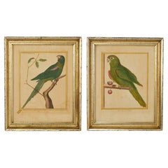 Pair of Antique Framed Hand Colored French Parrot Engraving