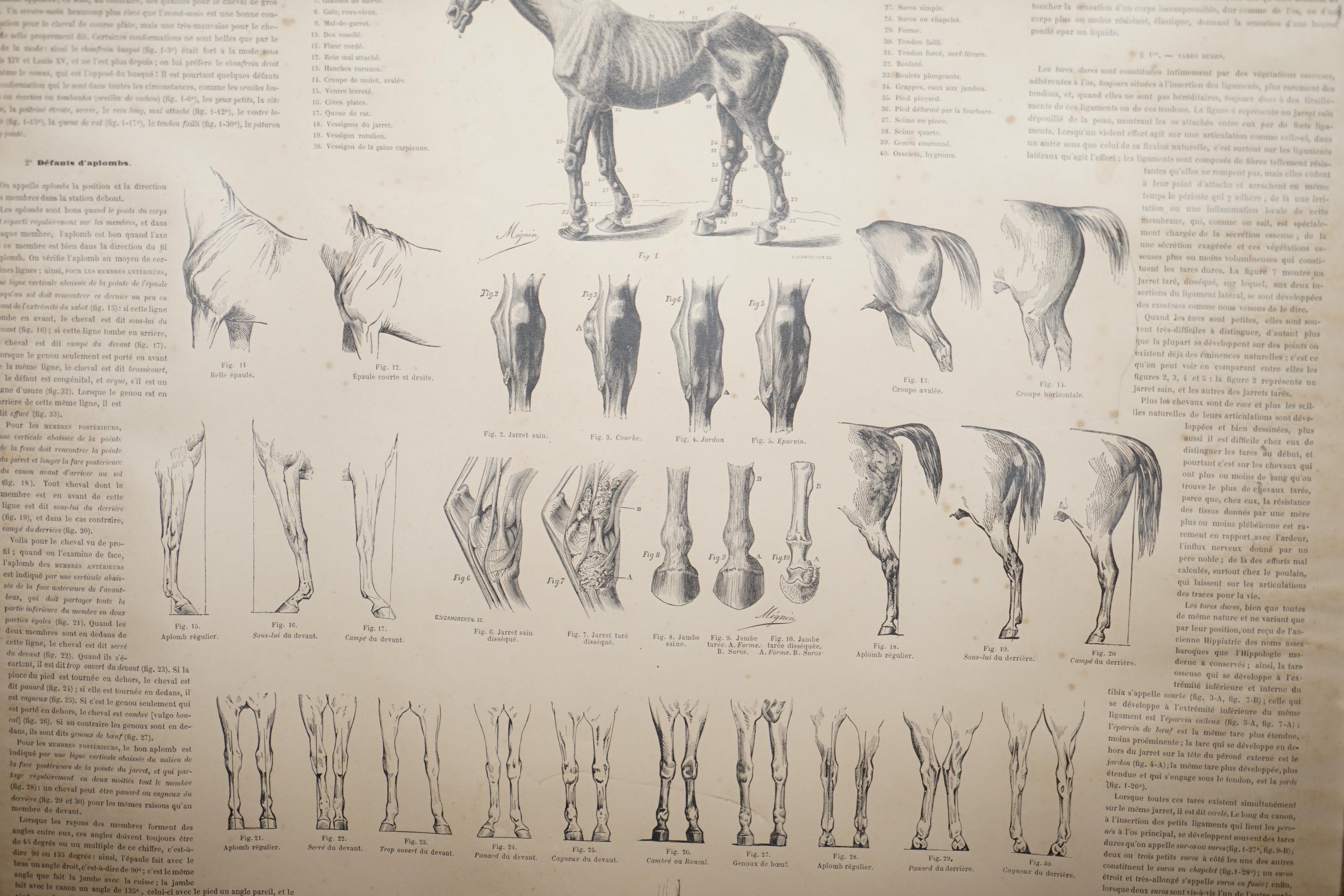 Pair of Antique French Anatomical Equestrian Prints of Horse Anatomy and Defects 3