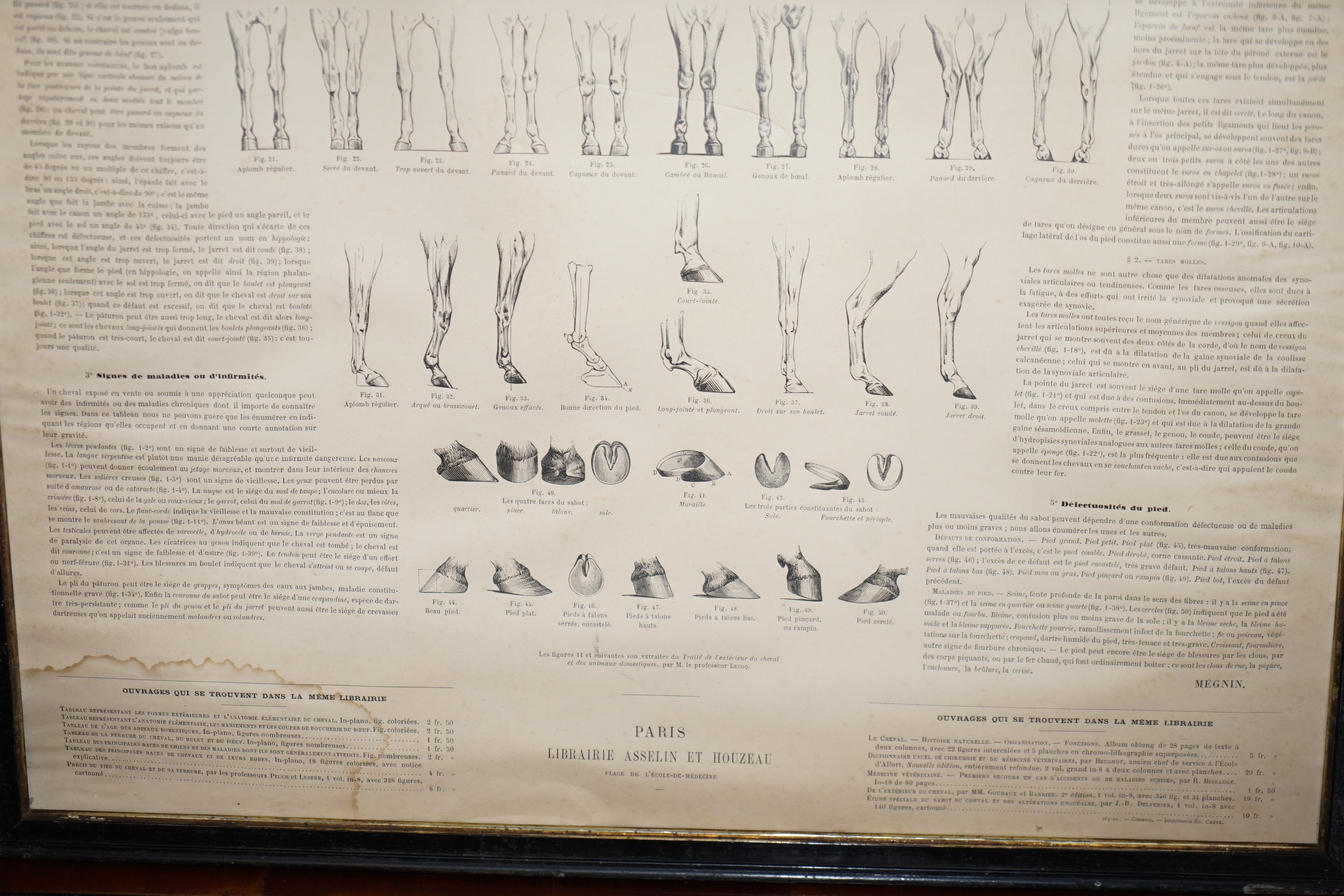 Pair of Antique French Anatomical Equestrian Prints of Horse Anatomy and Defects 4