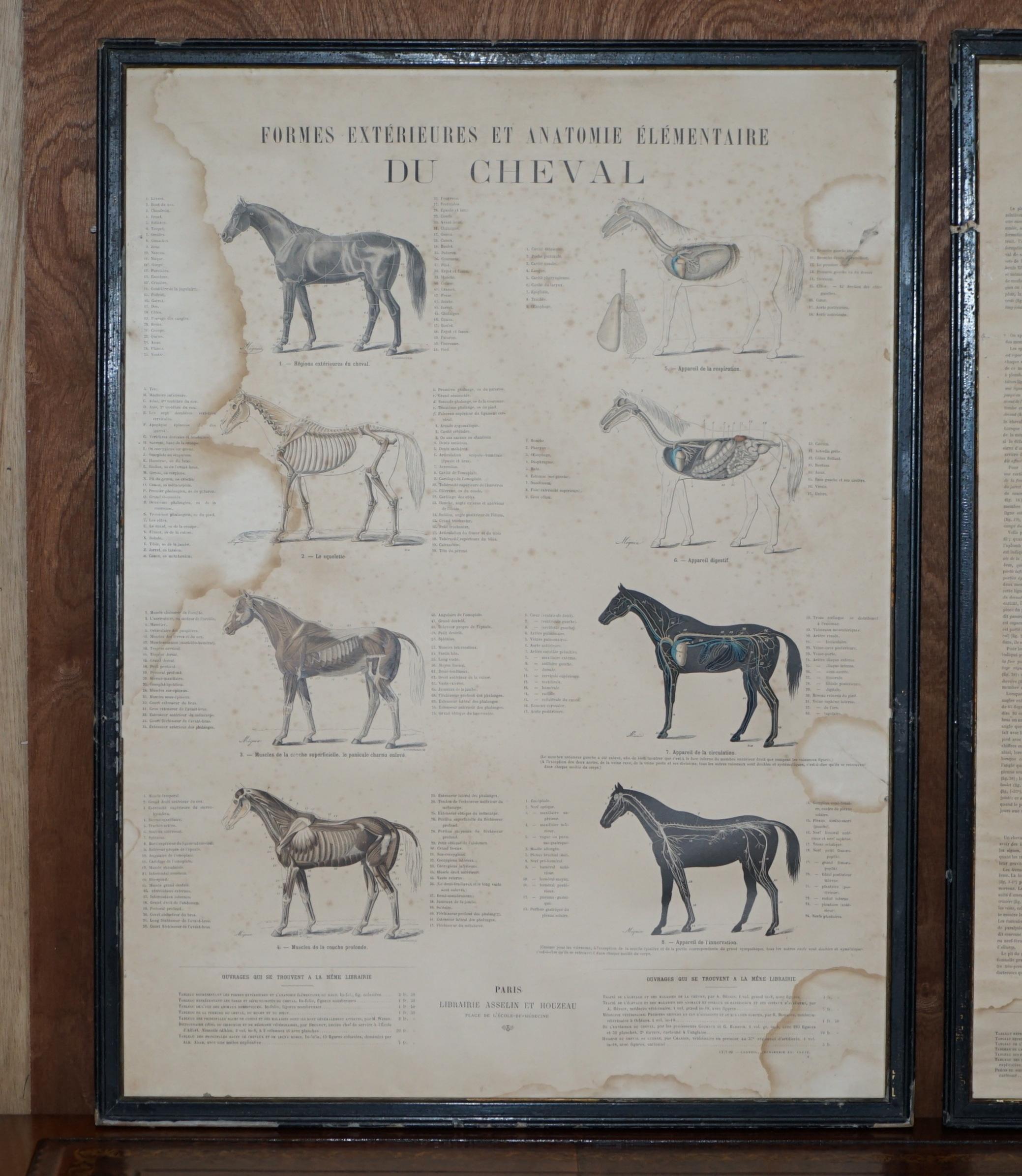 We are delighted to offer this stunning pair of antique French anatomical Horse prints

A good looking and well made pair, I have another two listed under my other items, one has Cows on and the other Horse mouths and teeth

This pair are titled