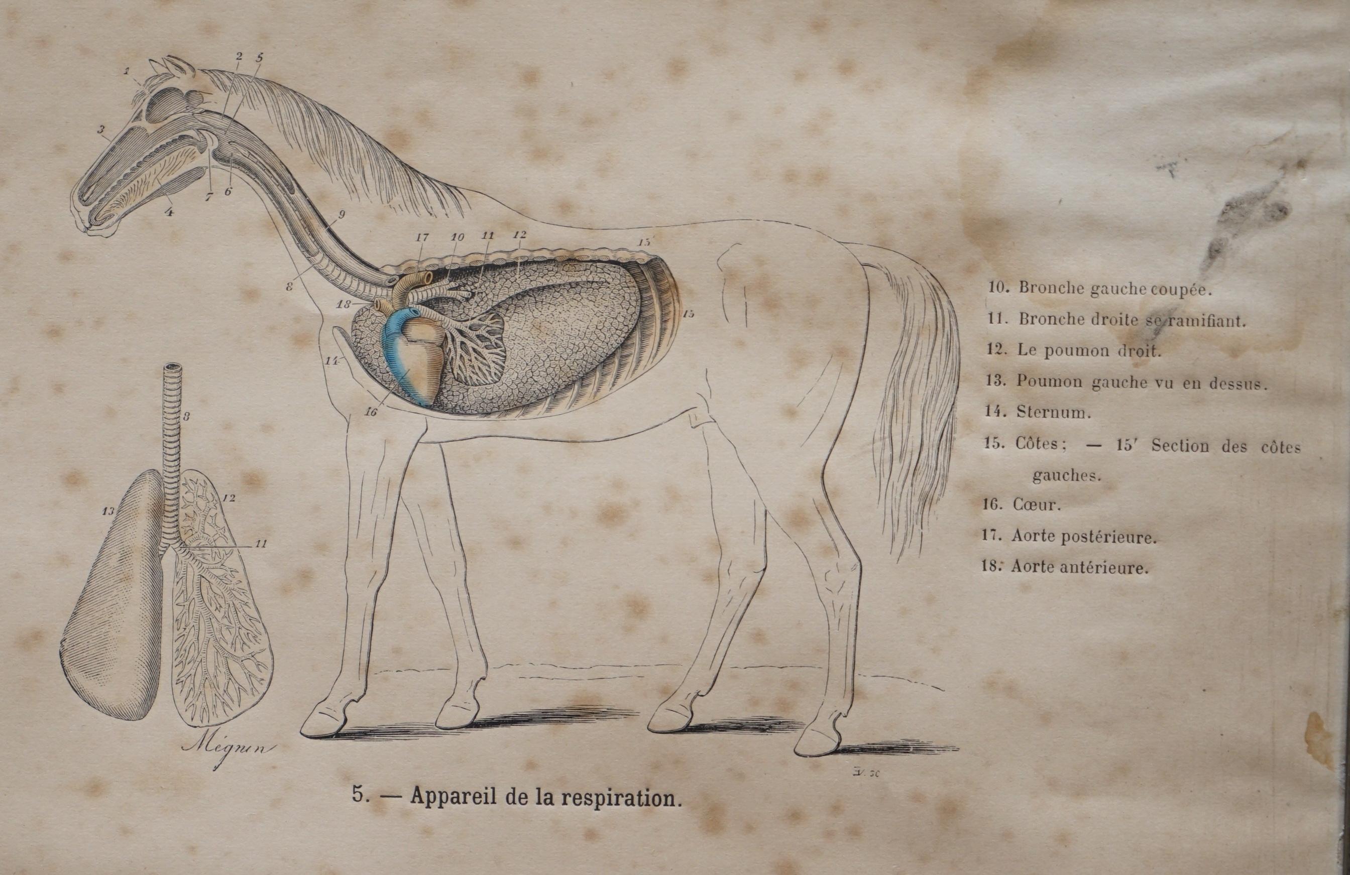 Hand-Crafted Pair of Antique French Anatomical Equestrian Prints of Horse Anatomy and Defects