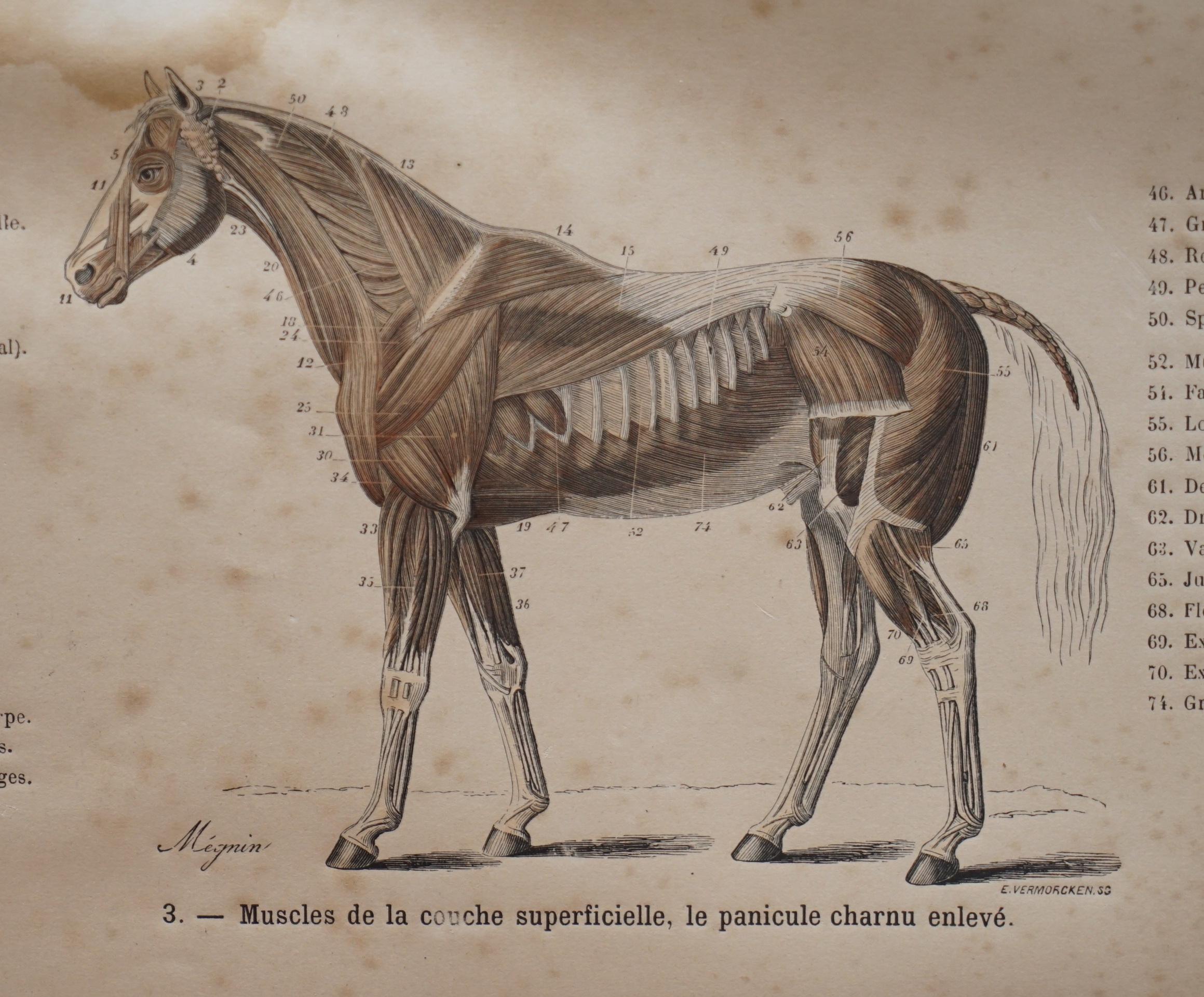 19th Century Pair of Antique French Anatomical Equestrian Prints of Horse Anatomy and Defects