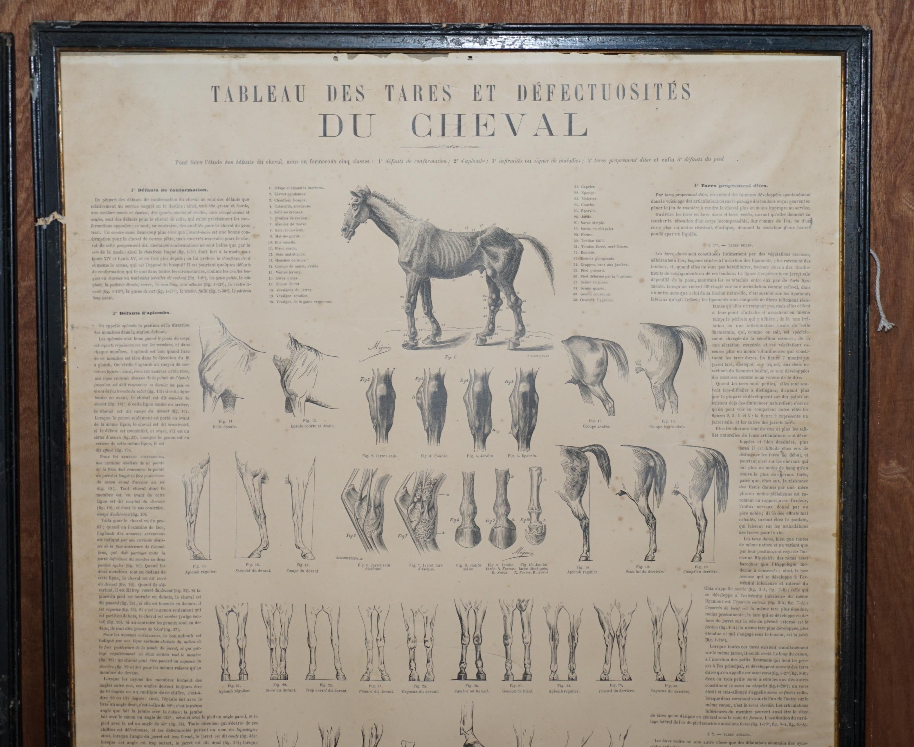 Pair of Antique French Anatomical Equestrian Prints of Horse Anatomy and Defects 1