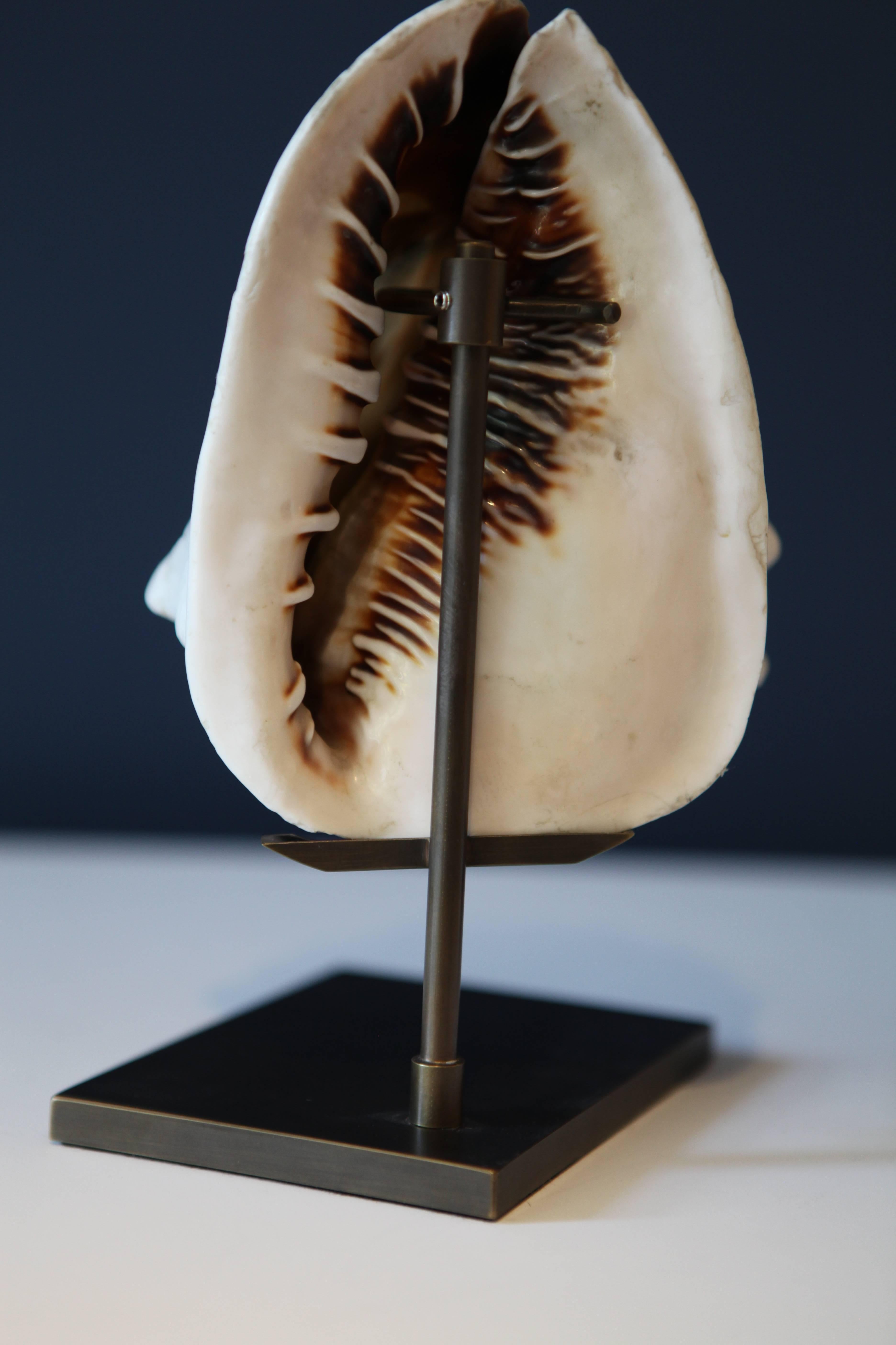 Paire de coquilles de mer antiques Grand Tour sculptées en camée:: Italie:: 1870 3