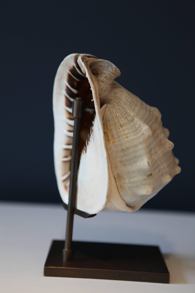 Pair of Antique Grand Tour Cameo Carved Sea Shells, Italy, 1870 at 1stDibs