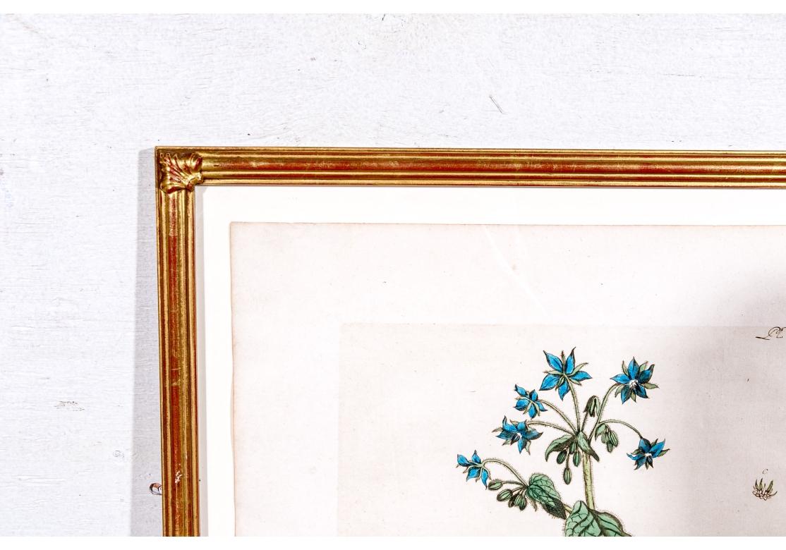 Paar antiker handkolorierter botanischer Drucke im Angebot 8