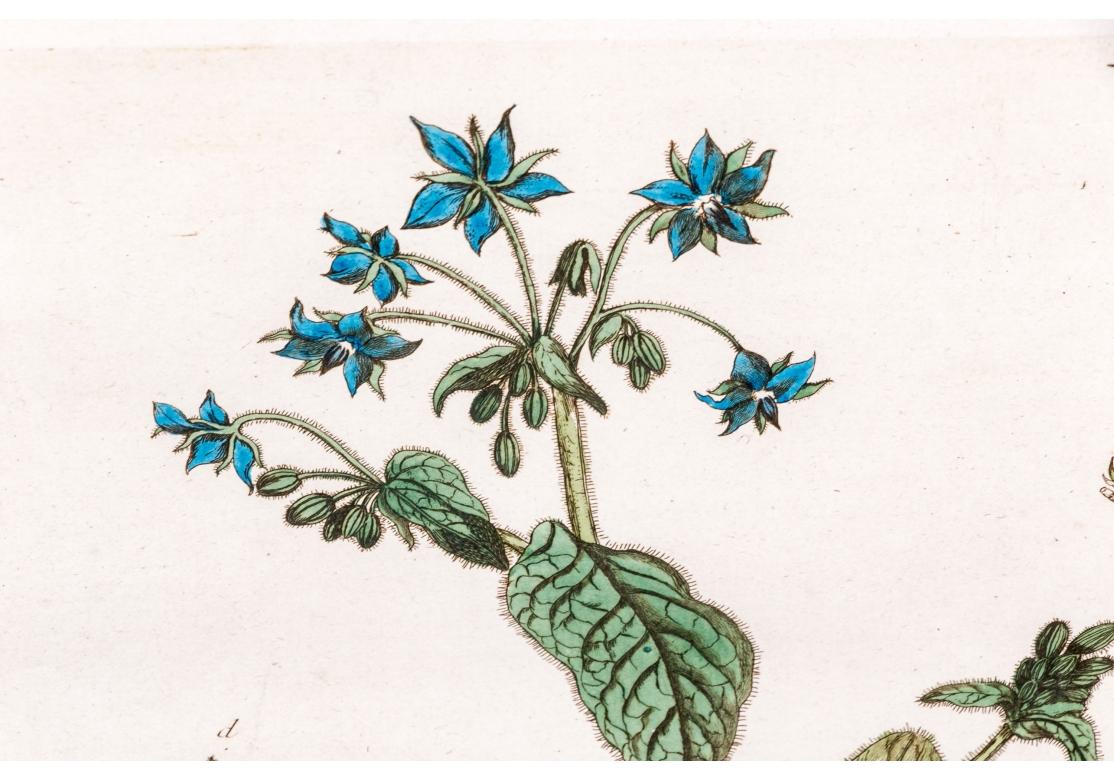 Paar antiker handkolorierter botanischer Drucke im Angebot 9
