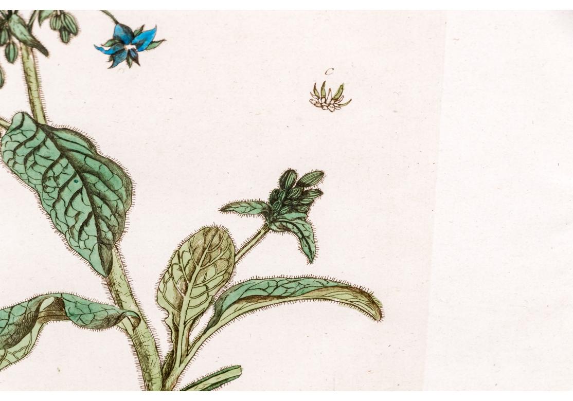 Paar antiker handkolorierter botanischer Drucke im Angebot 10