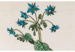 Coppia di antiche stampe botaniche colorate a mano