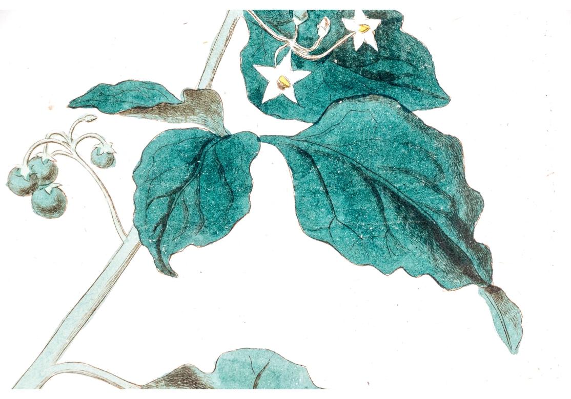 Paar antiker handkolorierter botanischer Drucke im Angebot 14