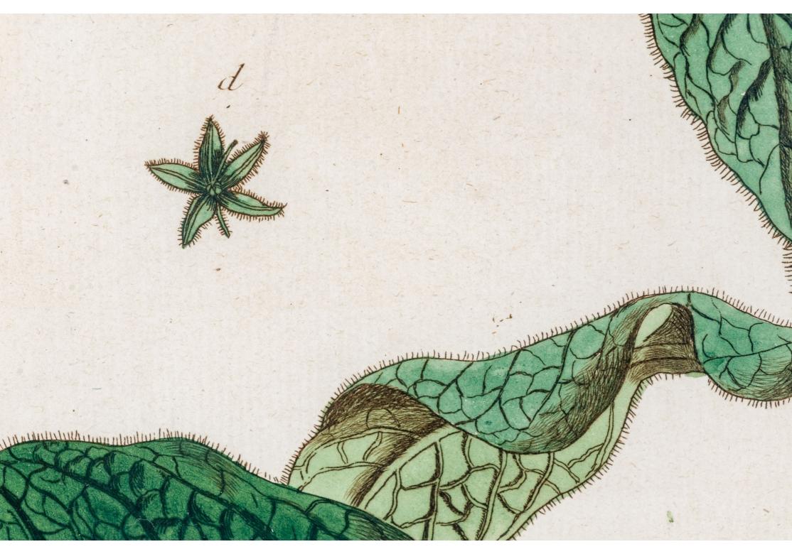 Paar antiker handkolorierter botanischer Drucke im Zustand „Relativ gut“ im Angebot in Bridgeport, CT