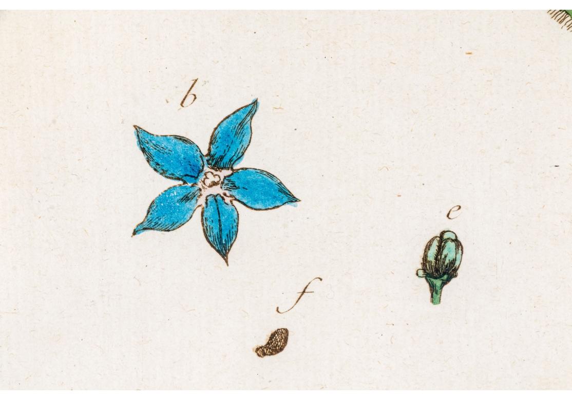 Paar antiker handkolorierter botanischer Drucke im Angebot 1