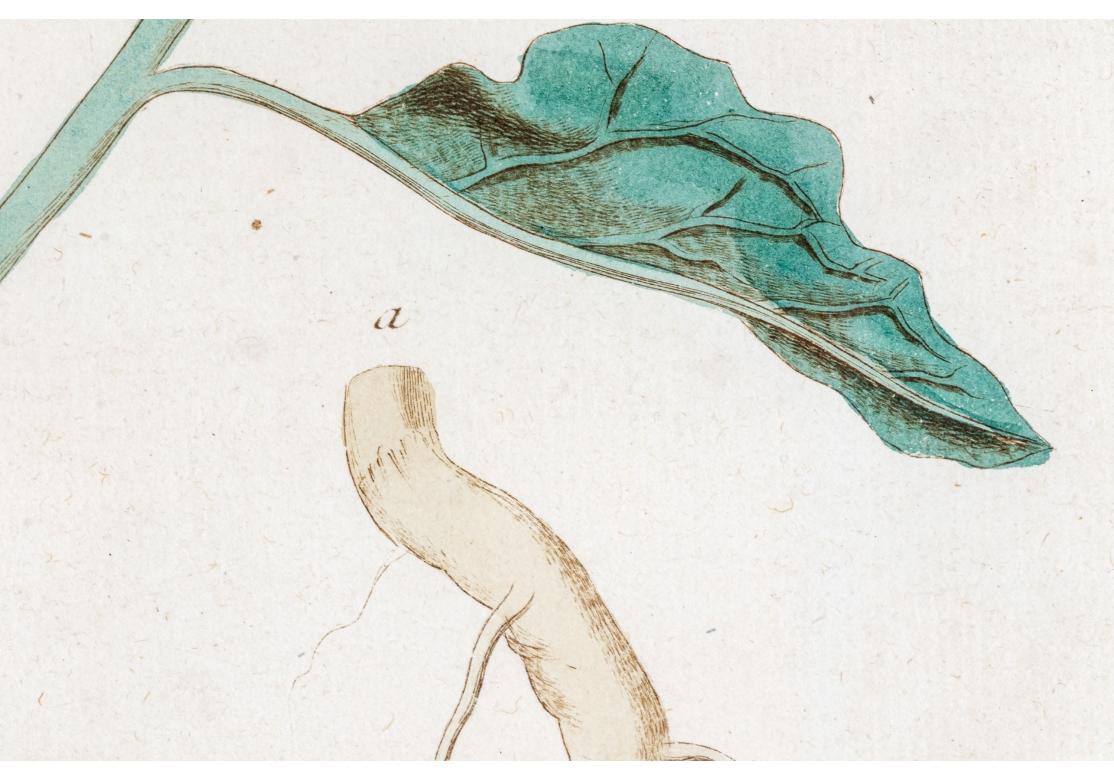 Paar antiker handkolorierter botanischer Drucke im Angebot 3