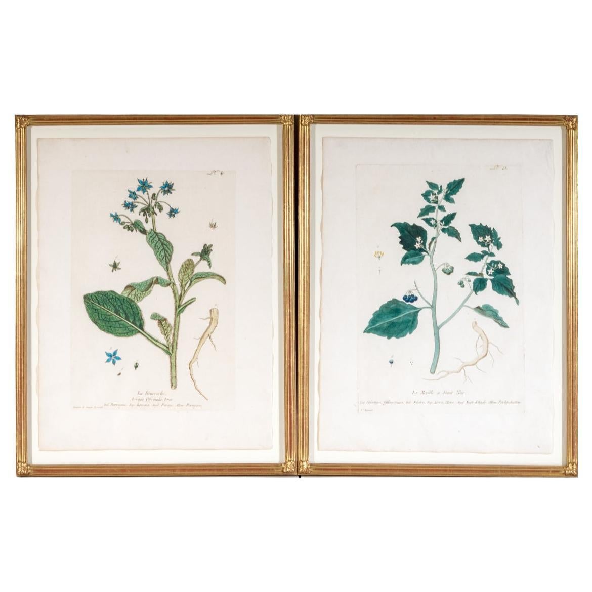 Pair Of Antique Hand Colored Botanical Prints