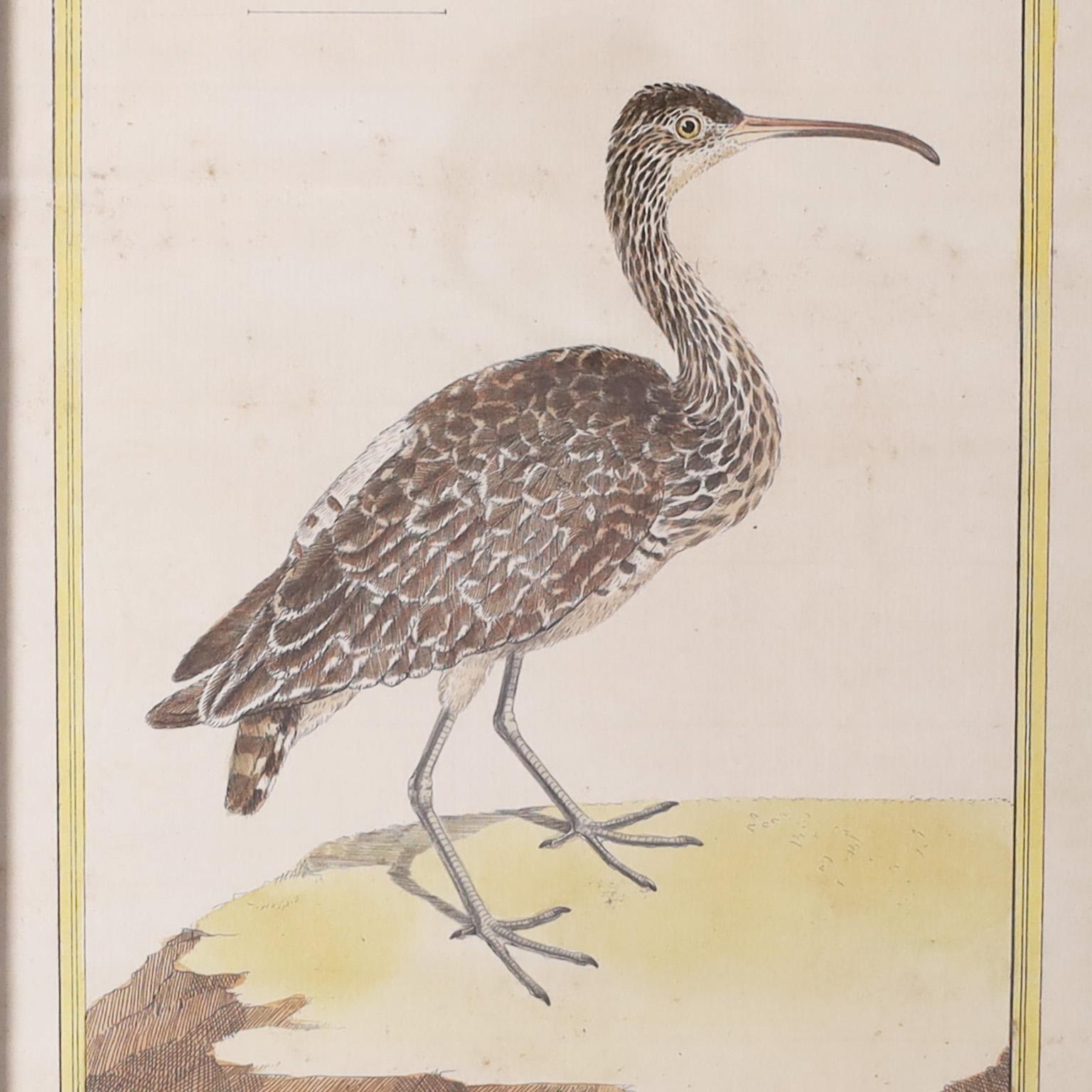 Louis XV Paire de gravures françaises anciennes d'oiseaux colorées à la main en vente