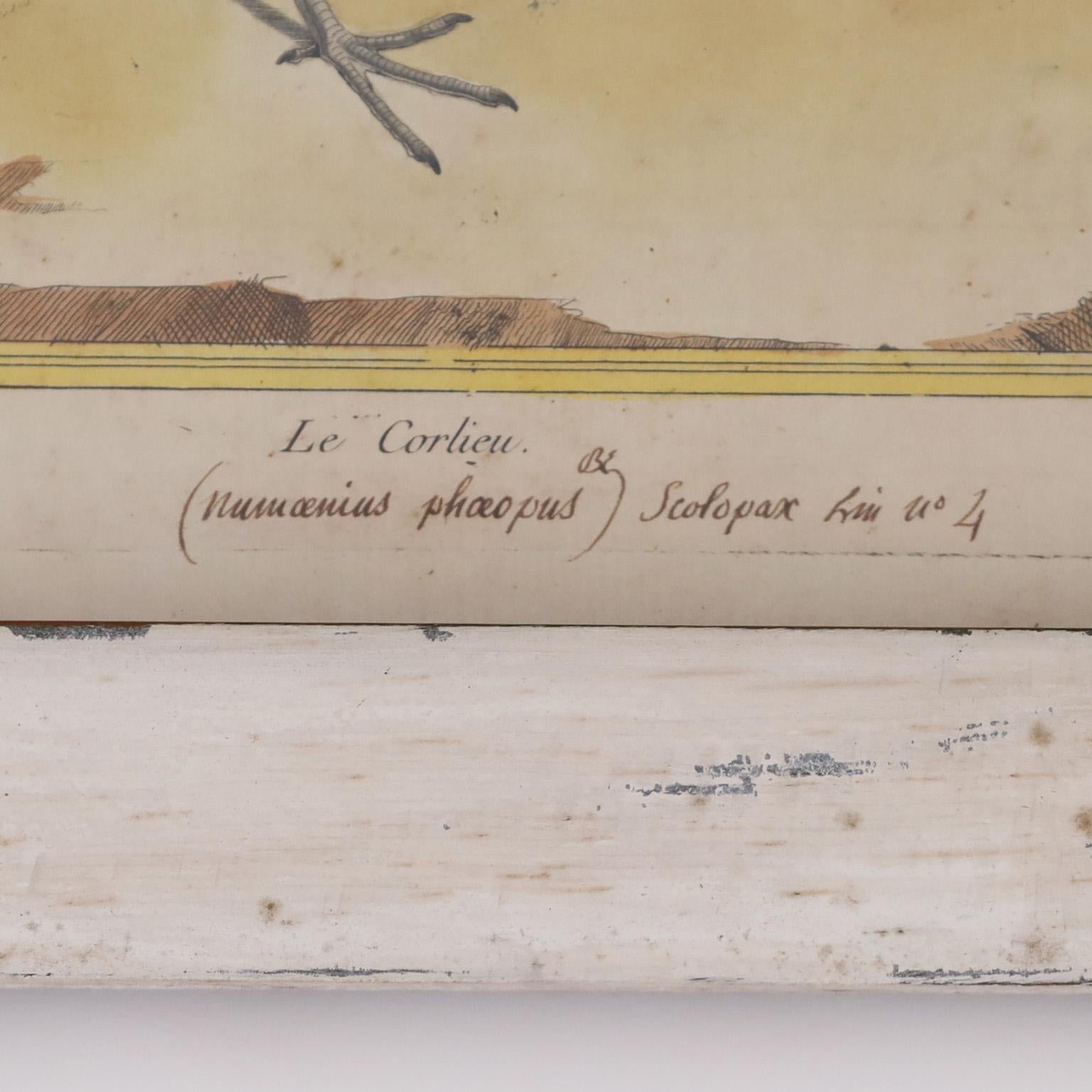 Français Paire de gravures françaises anciennes d'oiseaux colorées à la main en vente