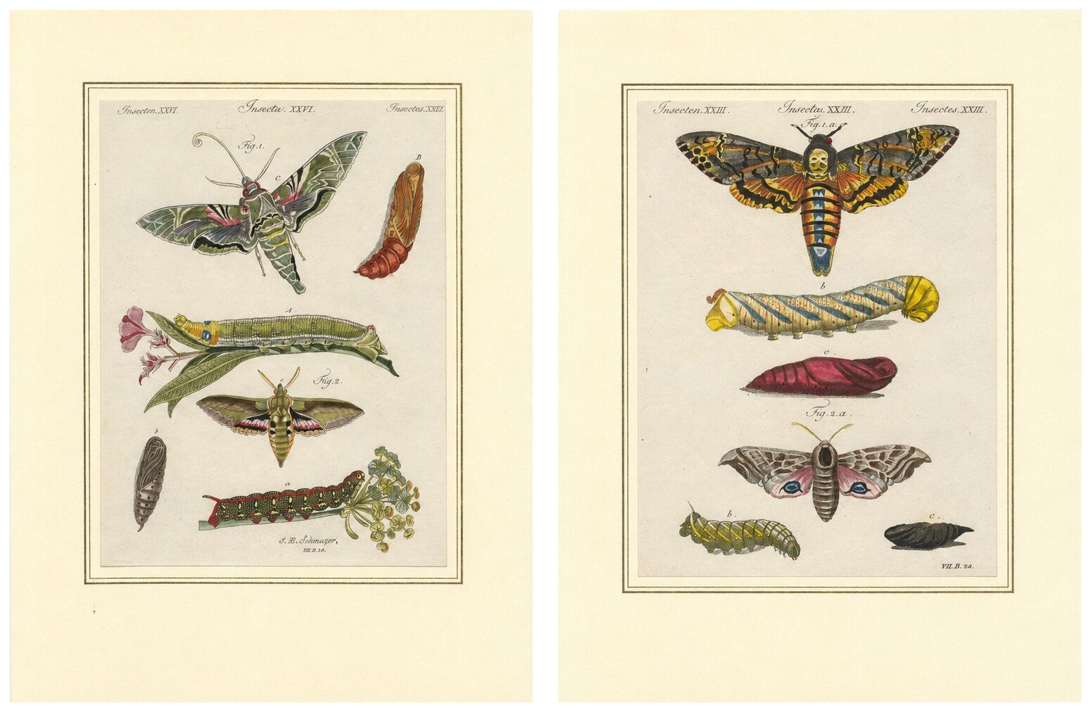 Pair of Antique Hawk Moth Life Cycle Engravings – Bertuch, c.1800