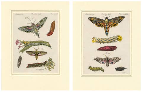 Pair of Antique Hawk Moth Life Cycle Engravings – Bertuch, c.1800