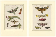 Pair of Antique Hawk Moth Life Cycle Engravings – Bertuch, c.1800