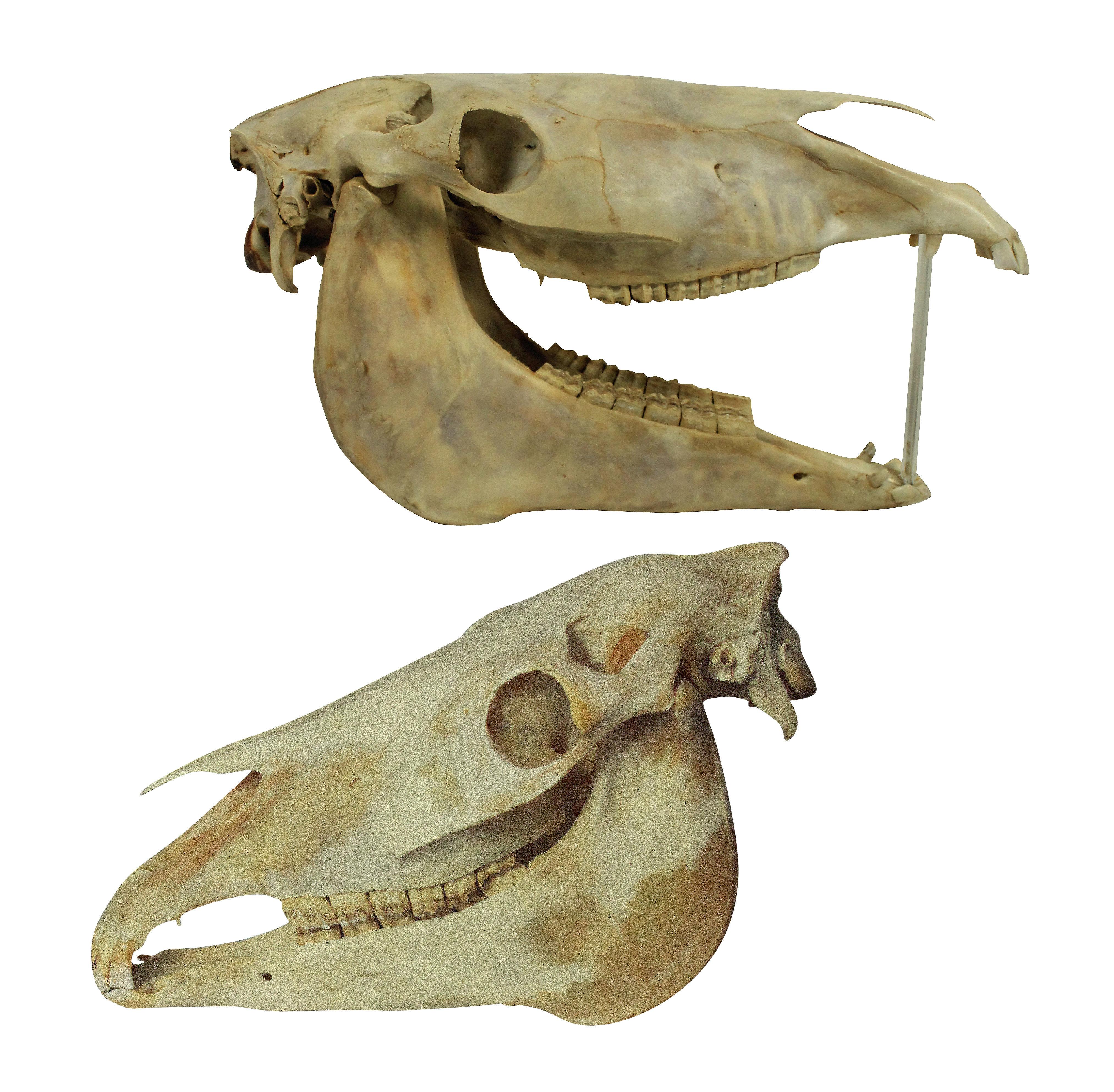 Pair of Antique Horse Skulls In Good Condition In London, GB