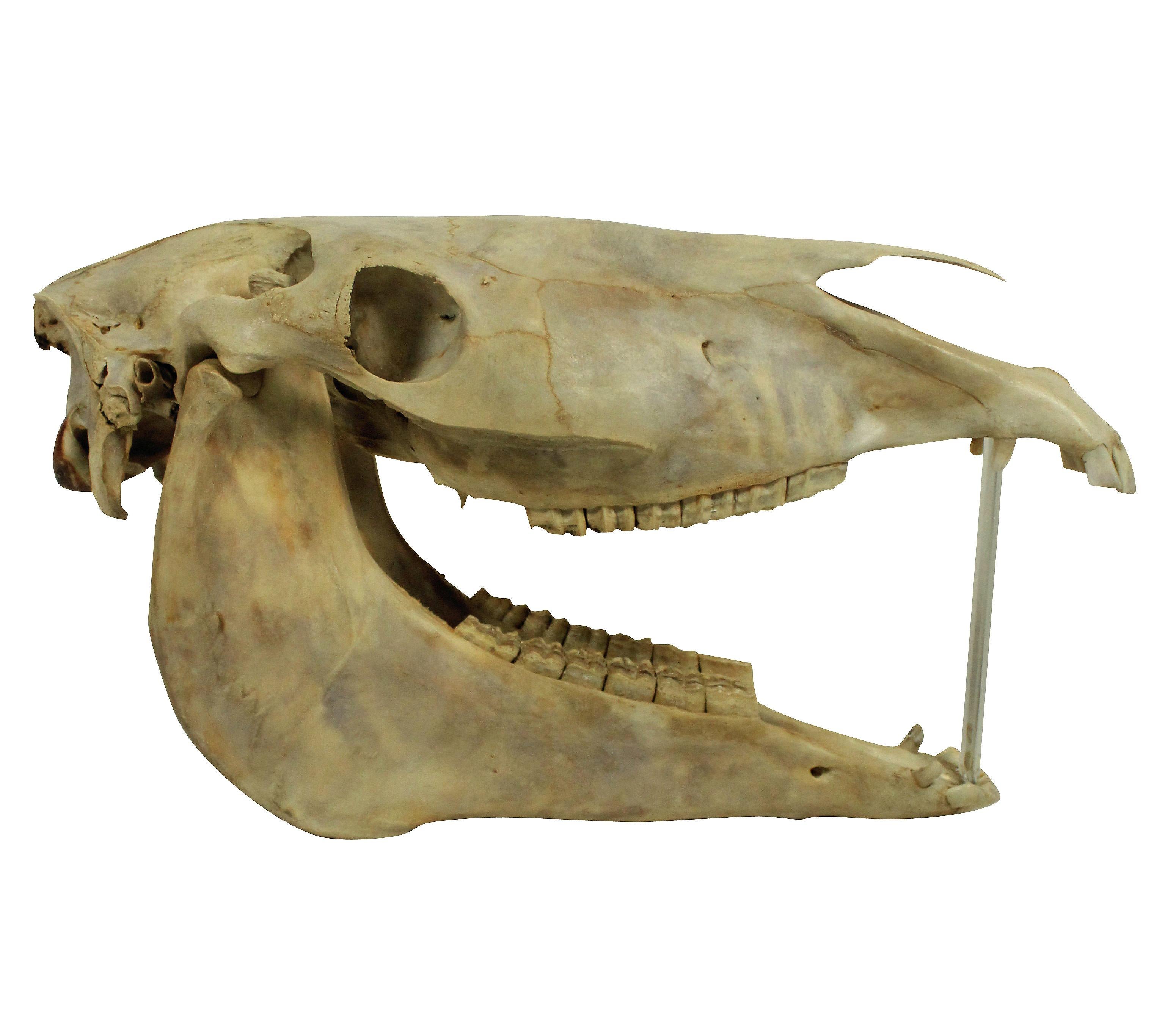 Early 20th Century Pair of Antique Horse Skulls For Sale