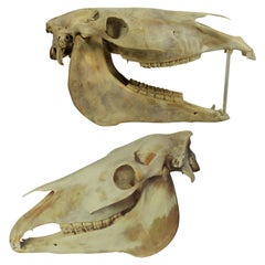 Pair of Antique Horse Skulls