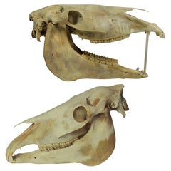 Pair of Antique Horse Skulls