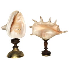 Pair of Antique Madagascar Giant Seashell Mounted Objects, 1900, France