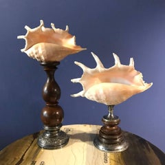 Pair of Antique Madagascar Giant Seashell Mounted Objects, France, 1900