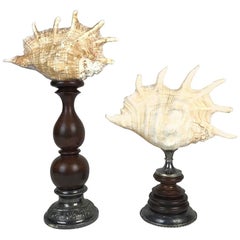 Pair of Antique Madagascar Giant Seashell Mounted Objects, France, 1900