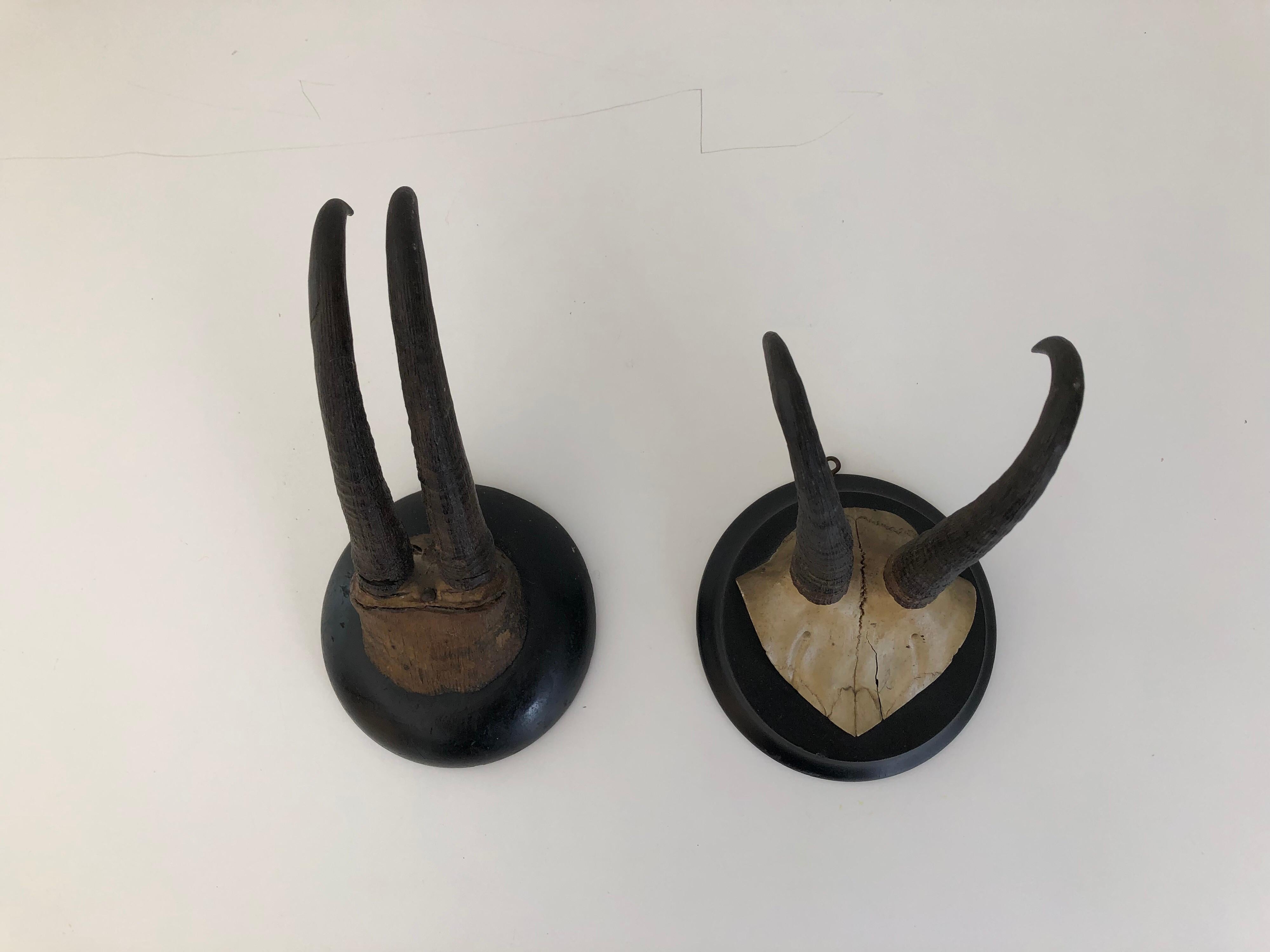 A pair of antique mounted horns. Coordinating mounts and style.