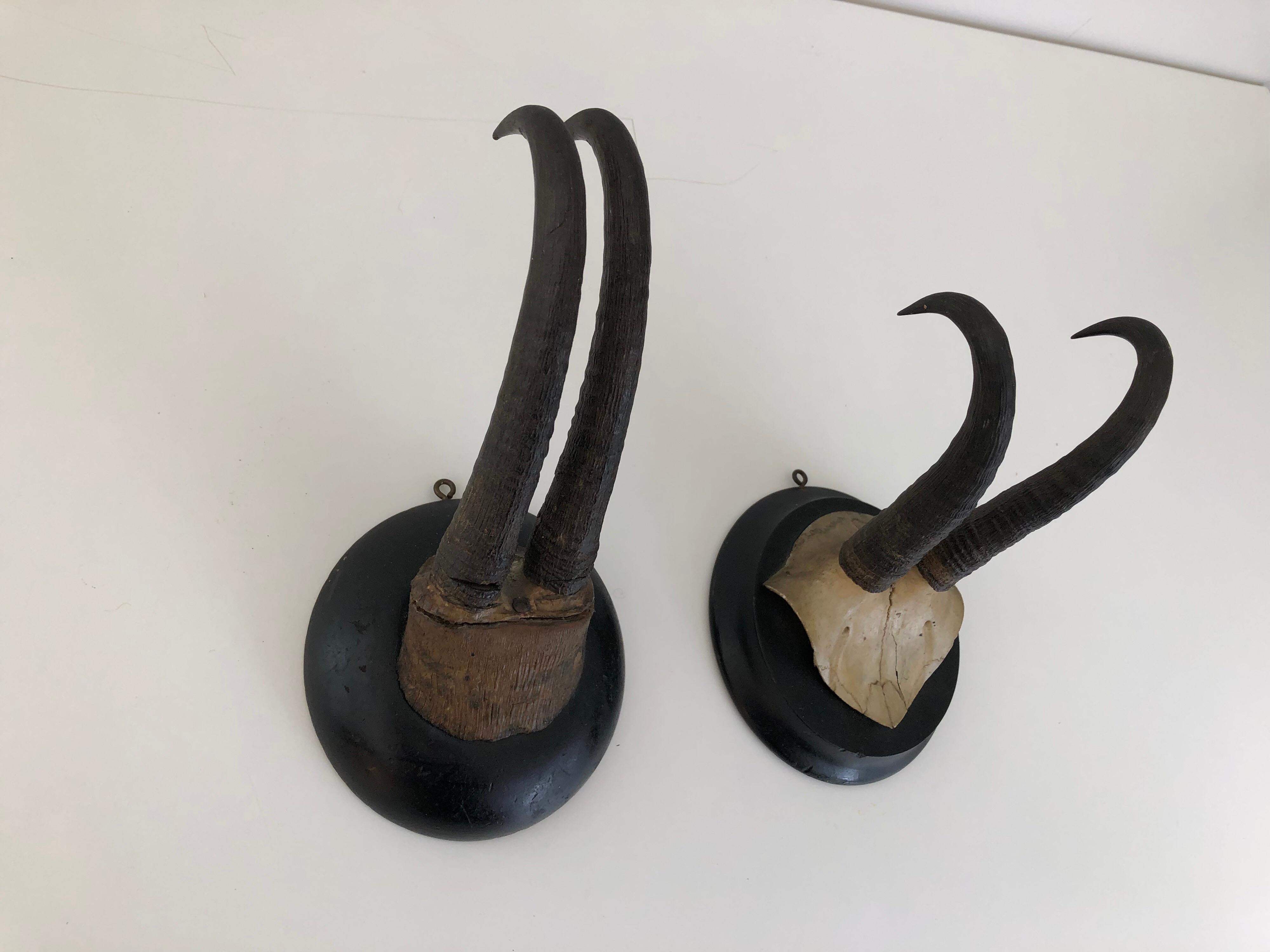 Black Forest Pair of Antique Mounted Horns