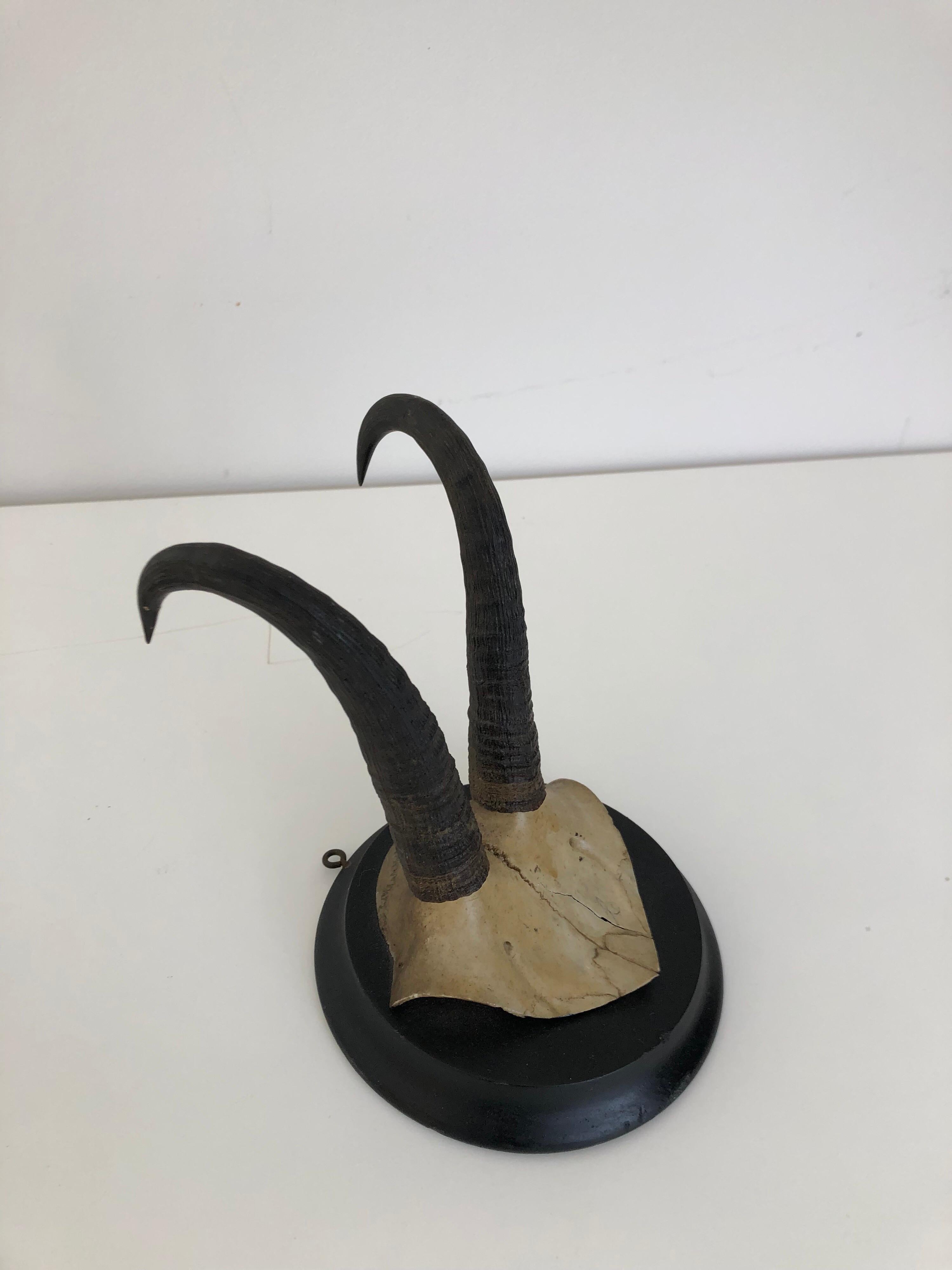 Pair of Antique Mounted Horns In Good Condition In Stockton, NJ