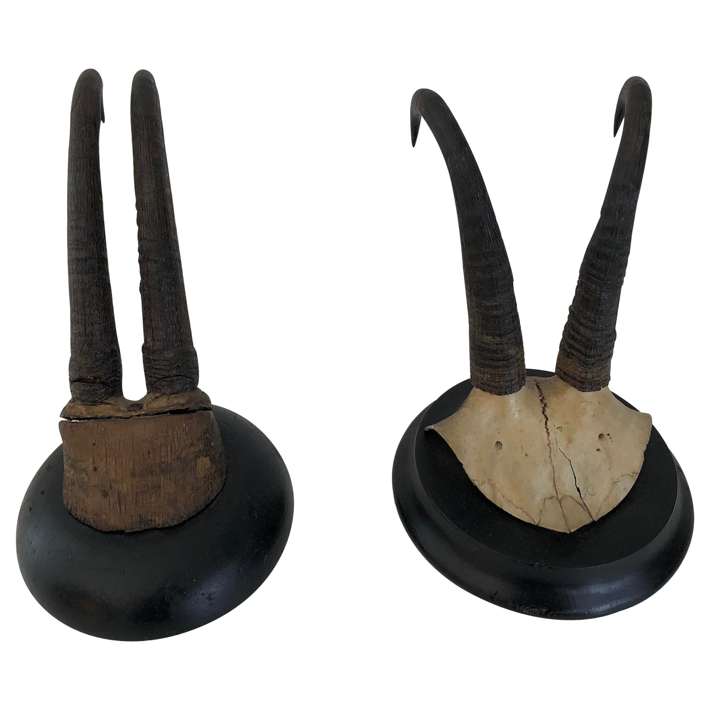 Pair of Antique Mounted Horns
