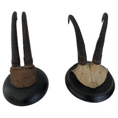 Pair of Antique Mounted Horns