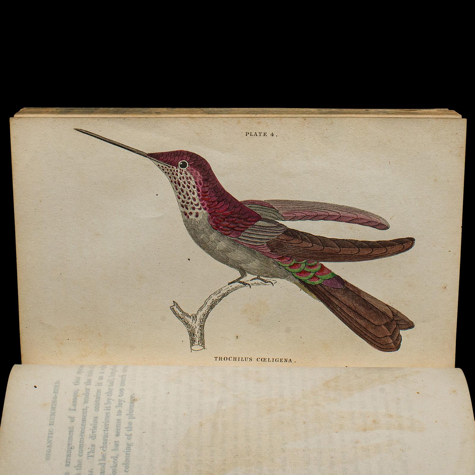 Pair Of Antique Ornithology Books, English, 2 Vols, Hummingbirds, Circa 1830 For Sale 3