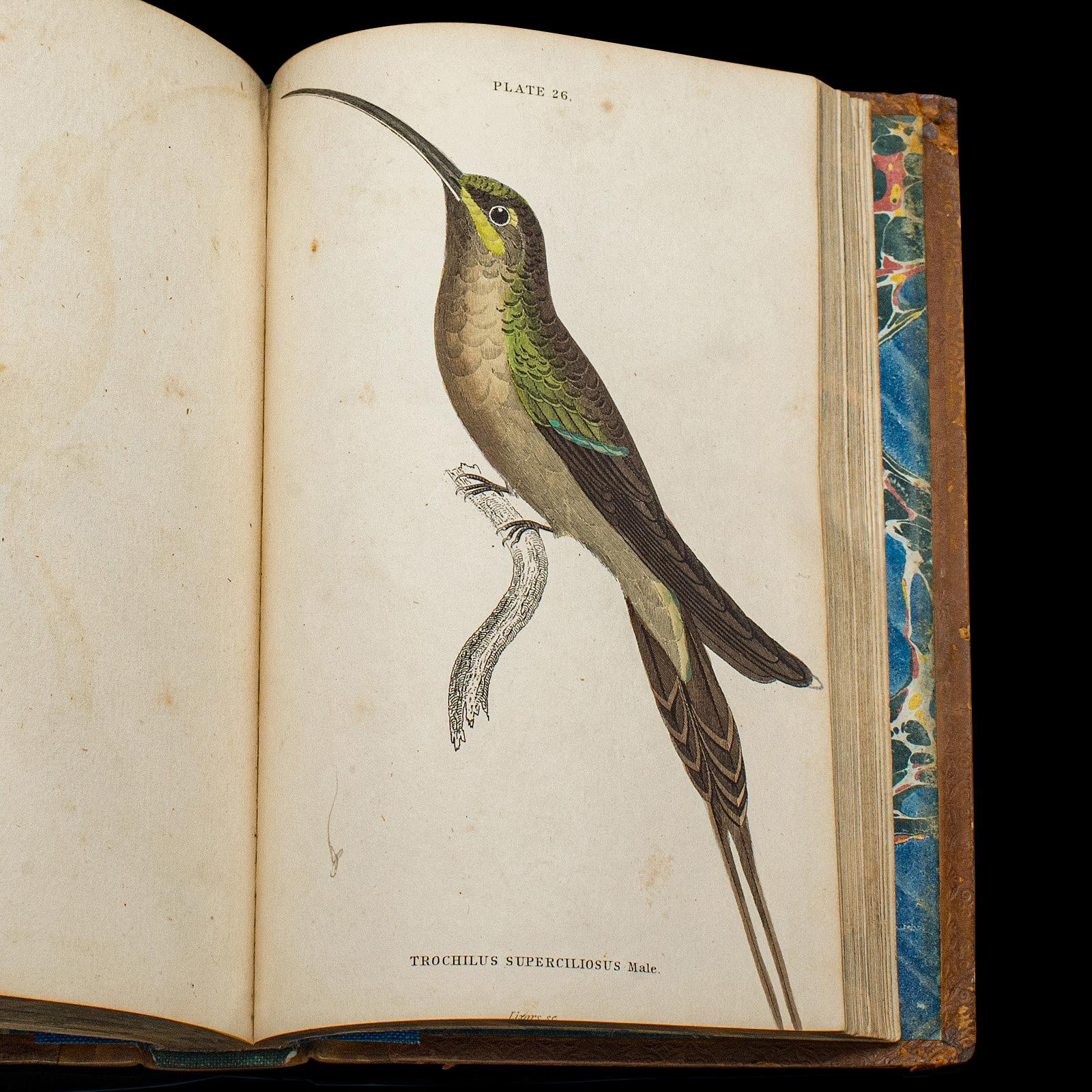 Pair Of Antique Ornithology Books, English, 2 Vols, Hummingbirds, Circa 1830 For Sale 4