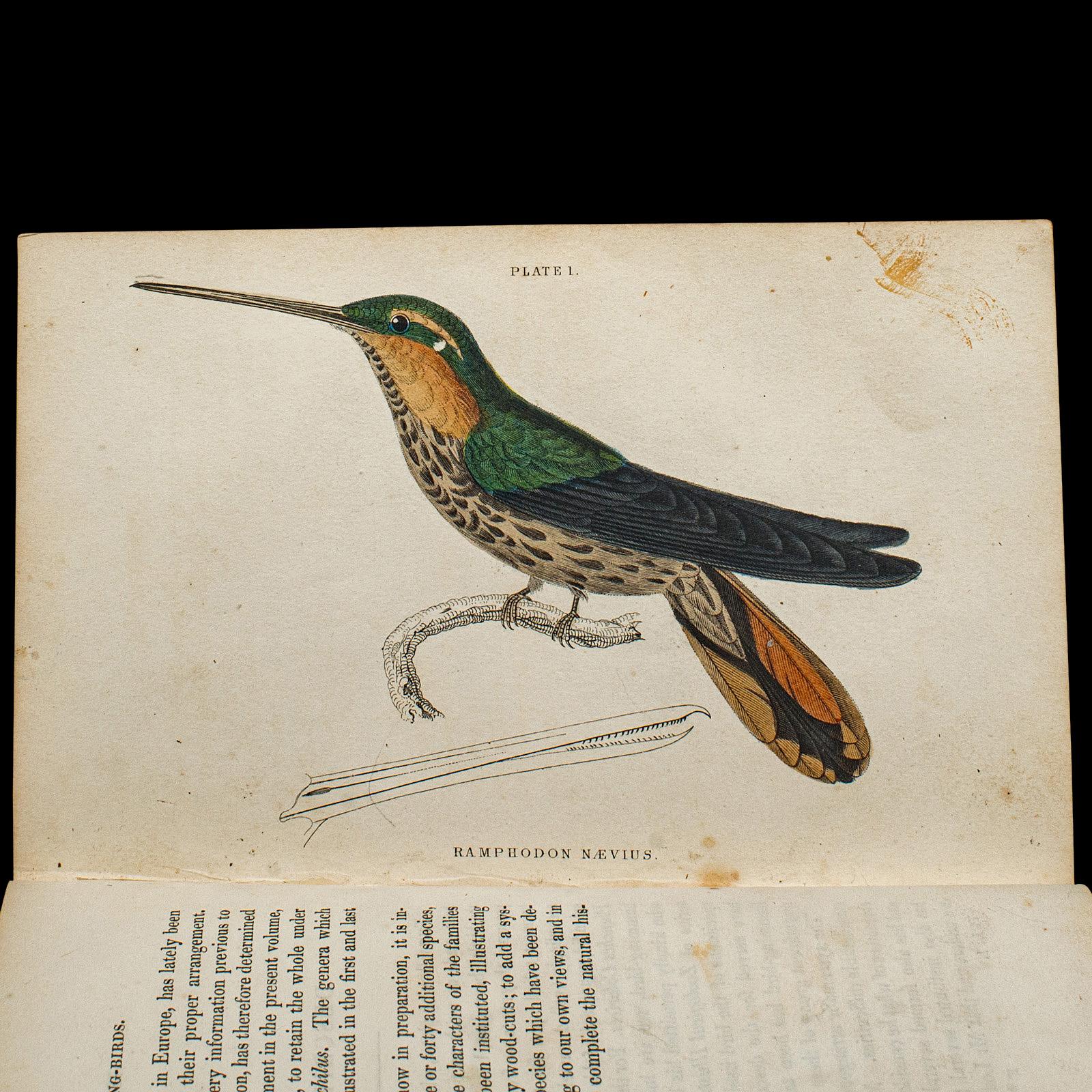 19th Century Pair Of Antique Ornithology Books, English, 2 Vols, Hummingbirds, Circa 1830 For Sale