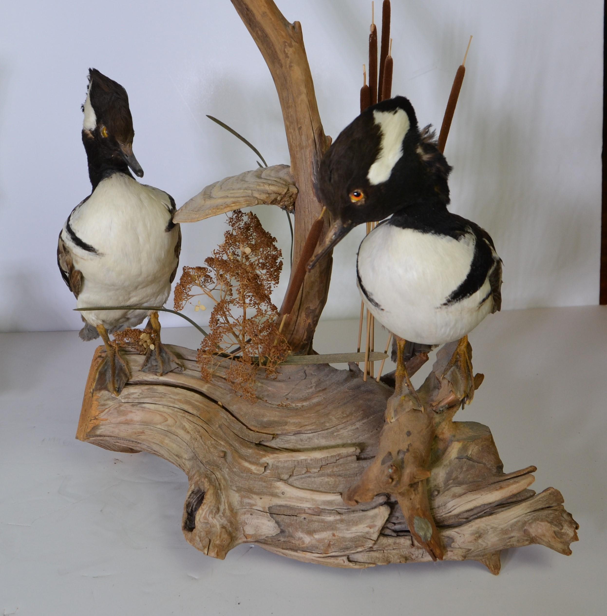 American Pair of Antique Taxidermy Table Lamps