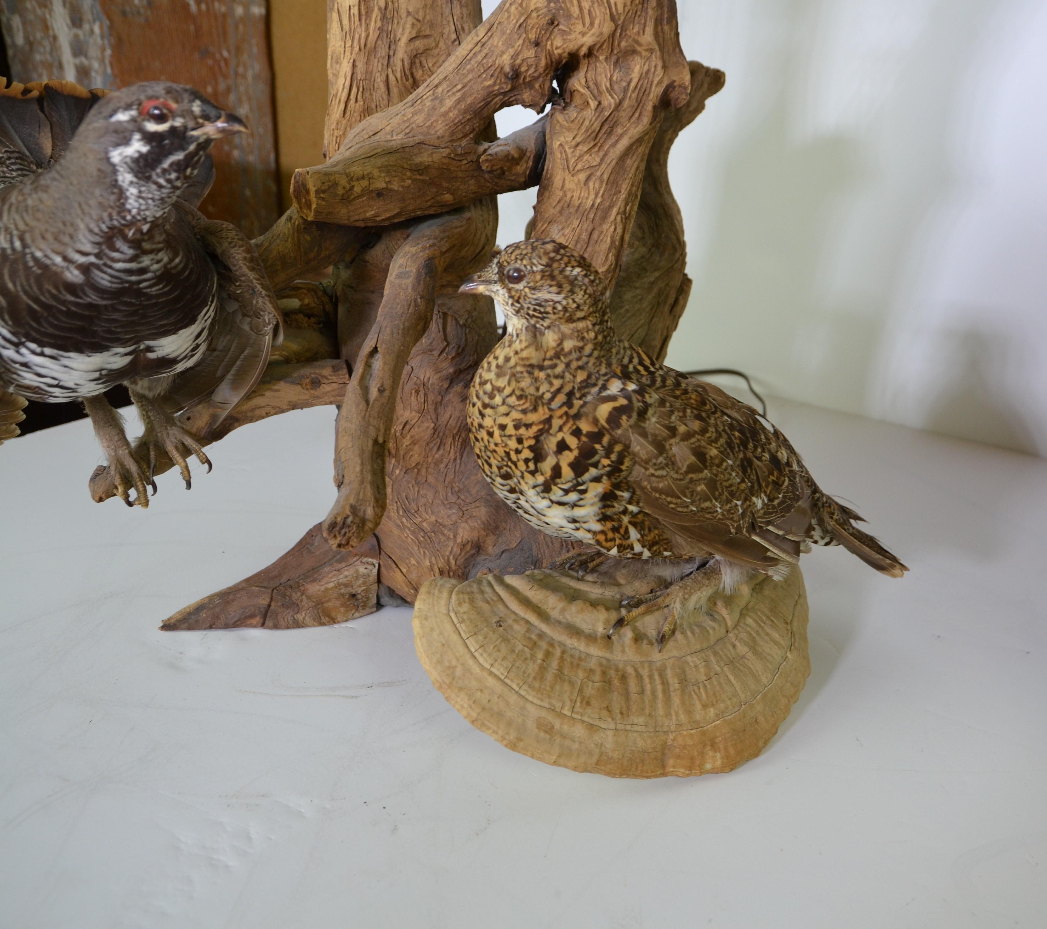 20th Century Pair of Antique Taxidermy Table Lamps