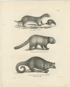 Pair of Antique Zoological Engravings – Exotic Mammals, c.1830