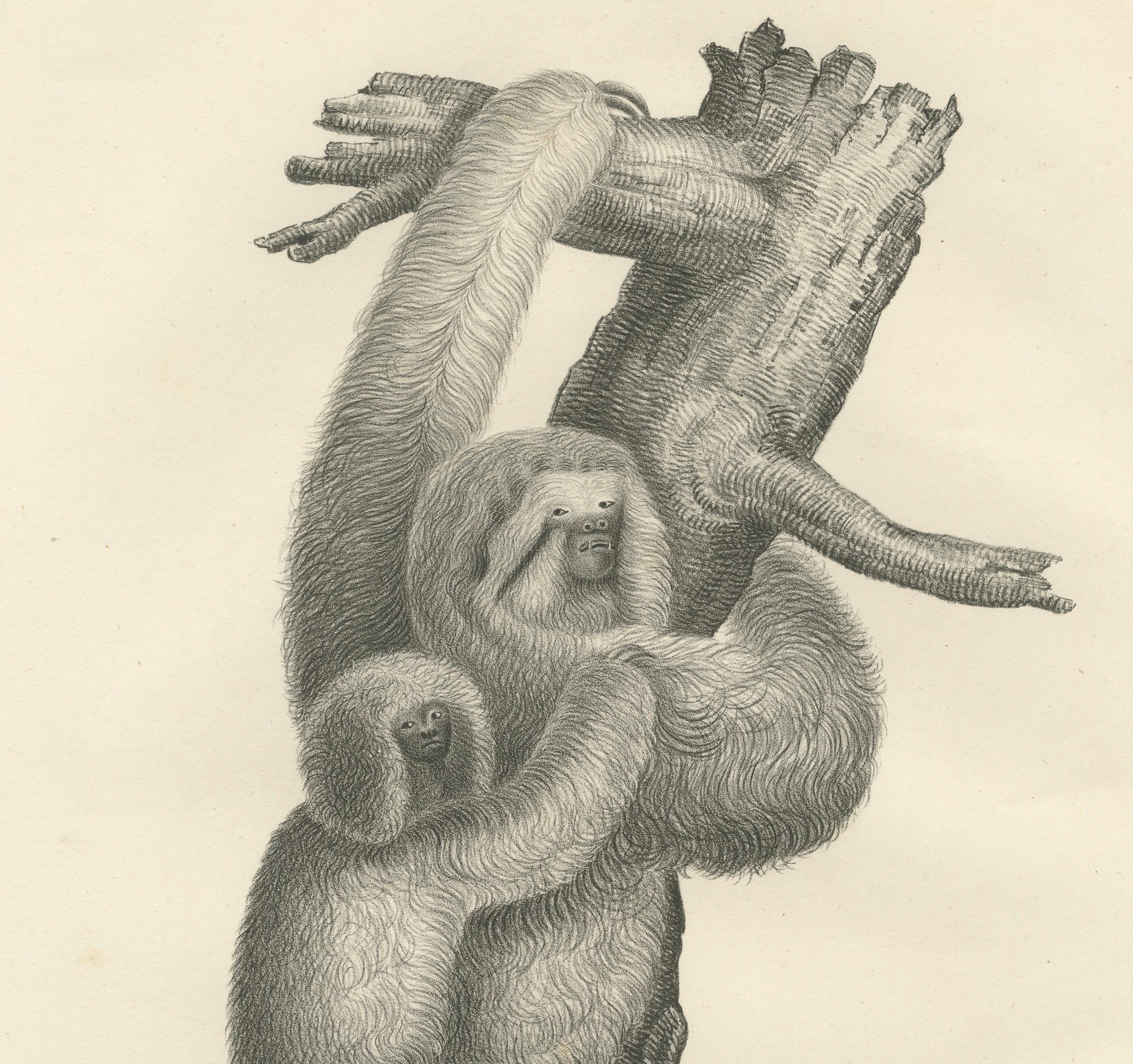 Pair of Antique Zoological Engravings – Exotic Mammals, c.1830