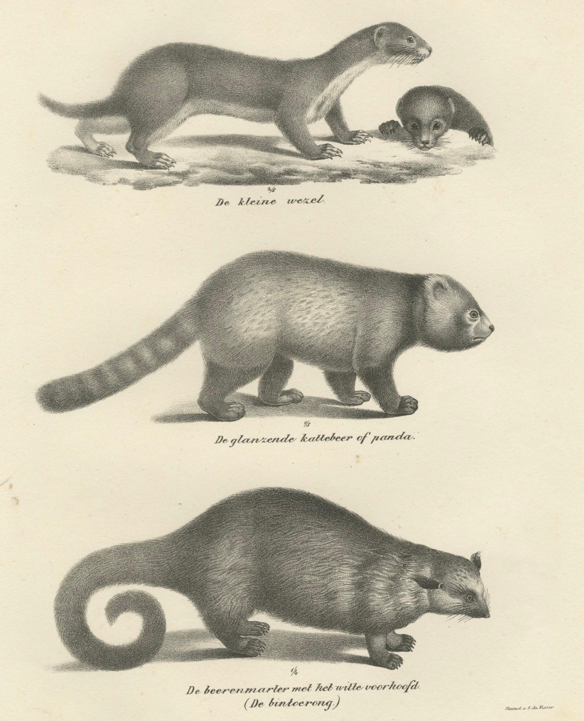 Pair of Antique Zoological Engravings – Exotic Mammals, c.1830