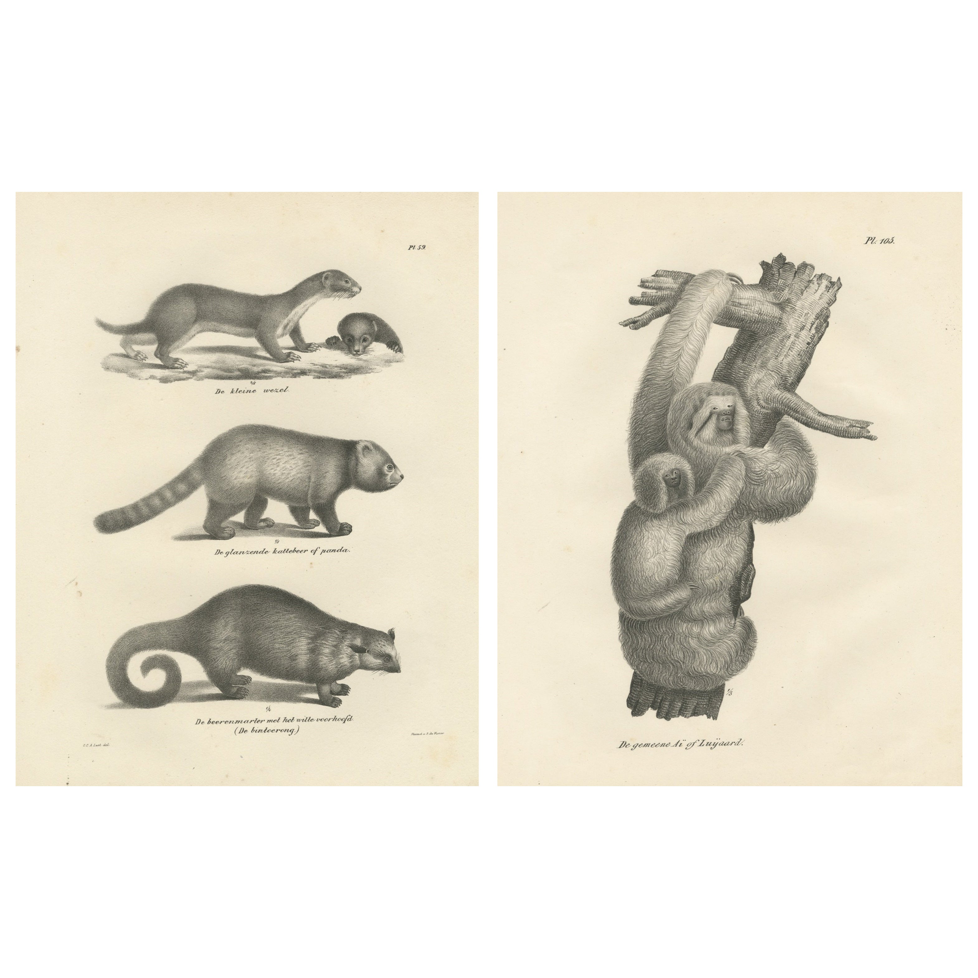 Pair of Antique Zoological Engravings – Exotic Mammals, c.1830