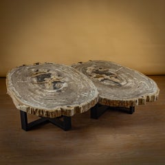 Pair of Authentic Miocene Petrified Wood Coffee Tables with Black Metal Base
