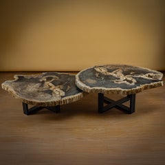 Pair of Authentic Miocene Petrified Wood Coffee Tables with Black Metal Base