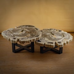 Pair of Authentic Miocene Petrified Wood Coffee Tables with Black Metal Base