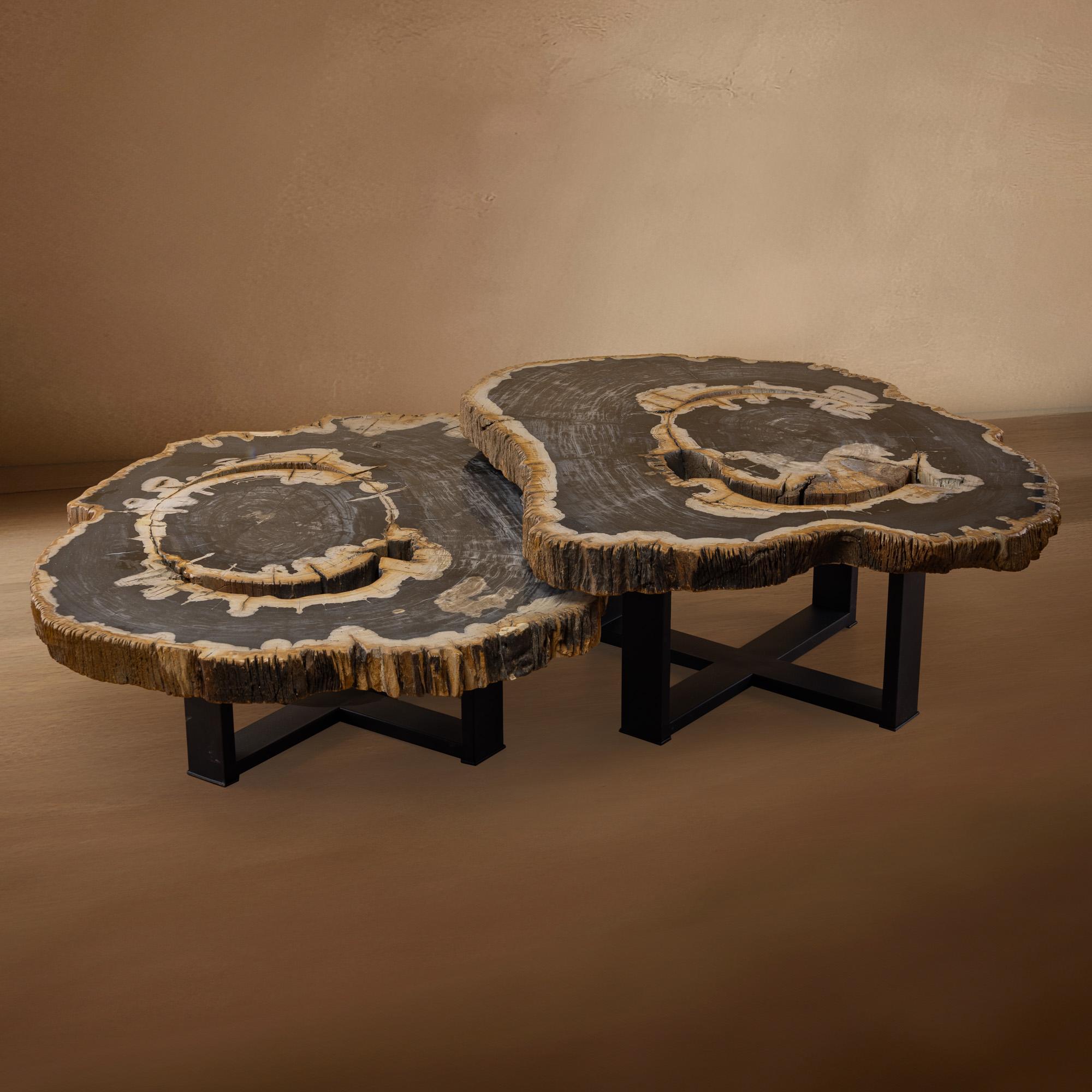 Organic Modern Pair of Authentic Miocene Petrified Wood Coffee Tables with Black Metal Base For Sale